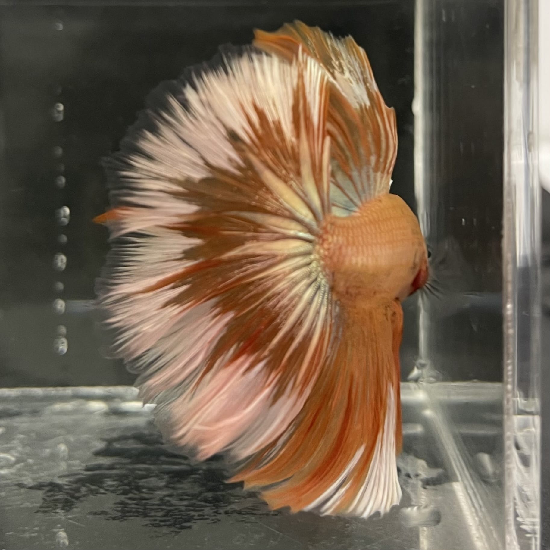 the-fish-farm Male Betta Male Betta - One Only - 11 Choose your favourite Male Betta from The Fish Farm Australia