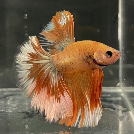 the-fish-farm Male Betta Male Betta - One Only - 11 Choose your favourite Male Betta from The Fish Farm Australia