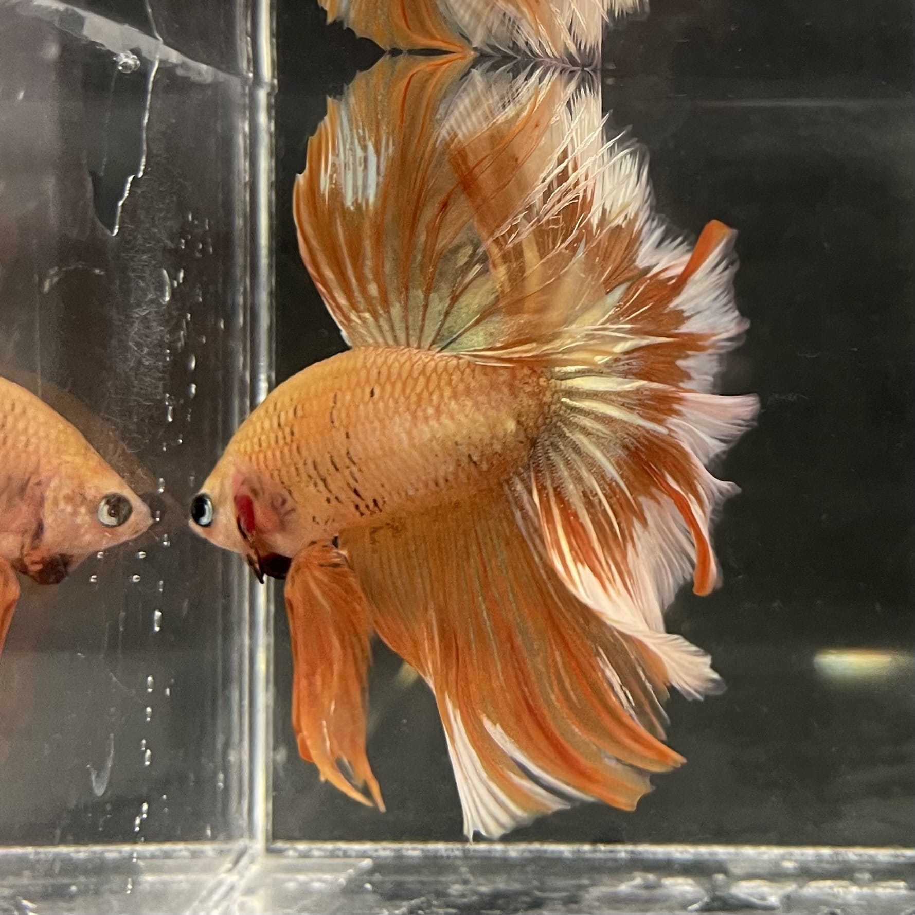 the-fish-farm Male Betta Male Betta - One Only - 11 Choose your favourite Male Betta from The Fish Farm Australia