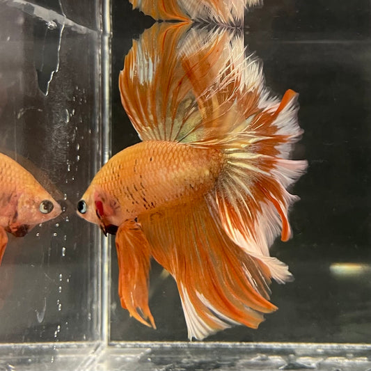 the-fish-farm Male Betta Male Betta - One Only - 11 Choose your favourite Male Betta from The Fish Farm Australia
