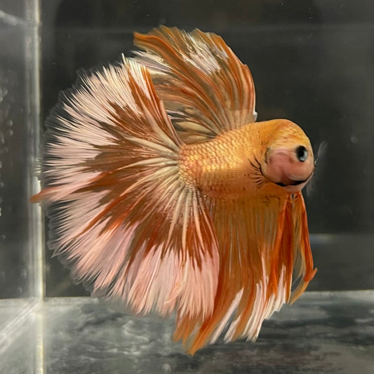 the-fish-farm Male Betta Male Betta - One Only - 11 Choose your favourite Male Betta from The Fish Farm Australia
