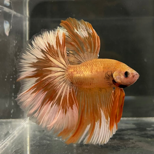 the-fish-farm Male Betta Male Betta - One Only - 11 Choose your favourite Male Betta from The Fish Farm Australia
