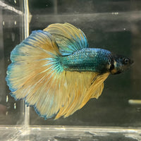 the-fish-farm Male Betta Male Betta - One Only - 11 Choose your favourite Male Betta from The Fish Farm Australia