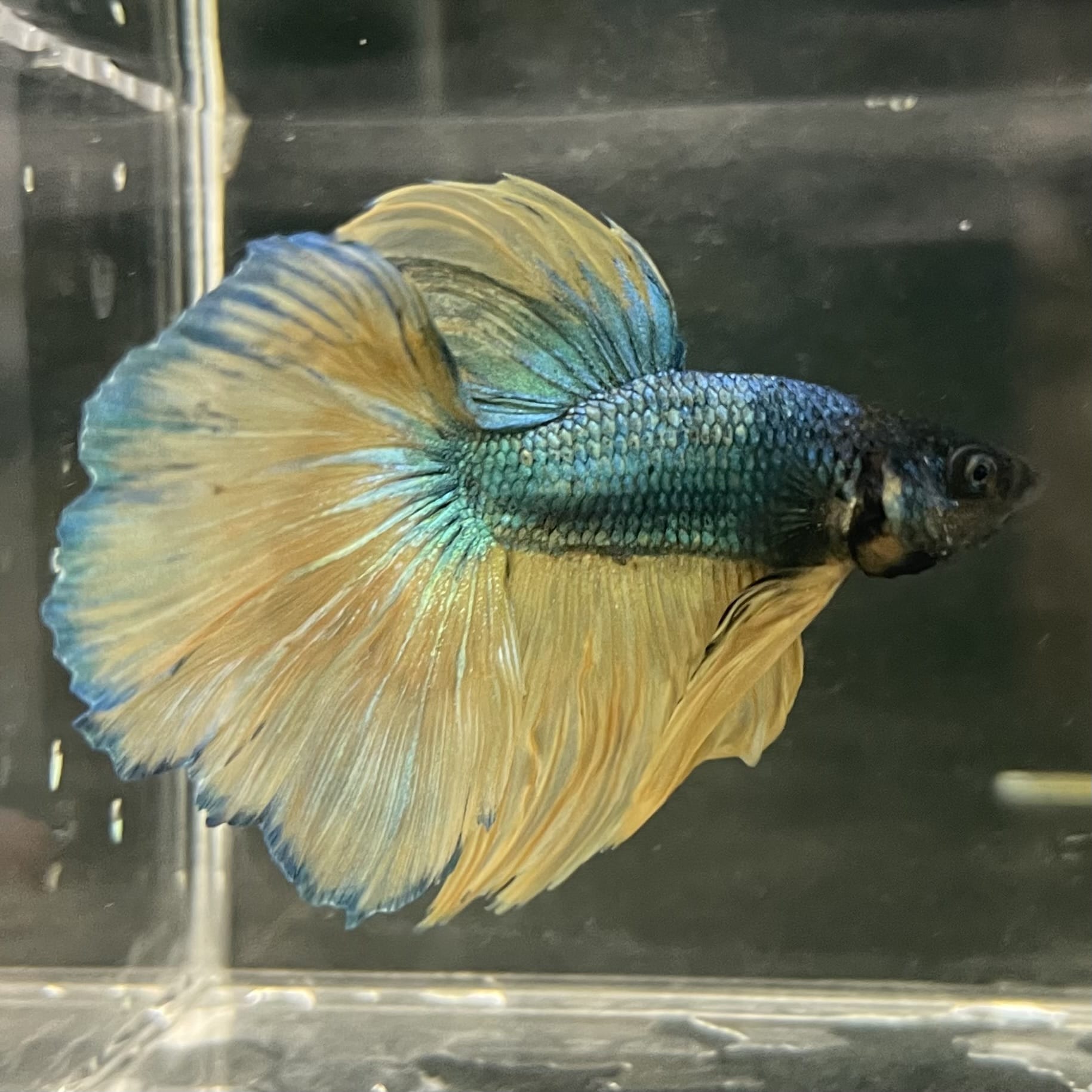 the-fish-farm Male Betta Male Betta - One Only - 11 Choose your favourite Male Betta from The Fish Farm Australia