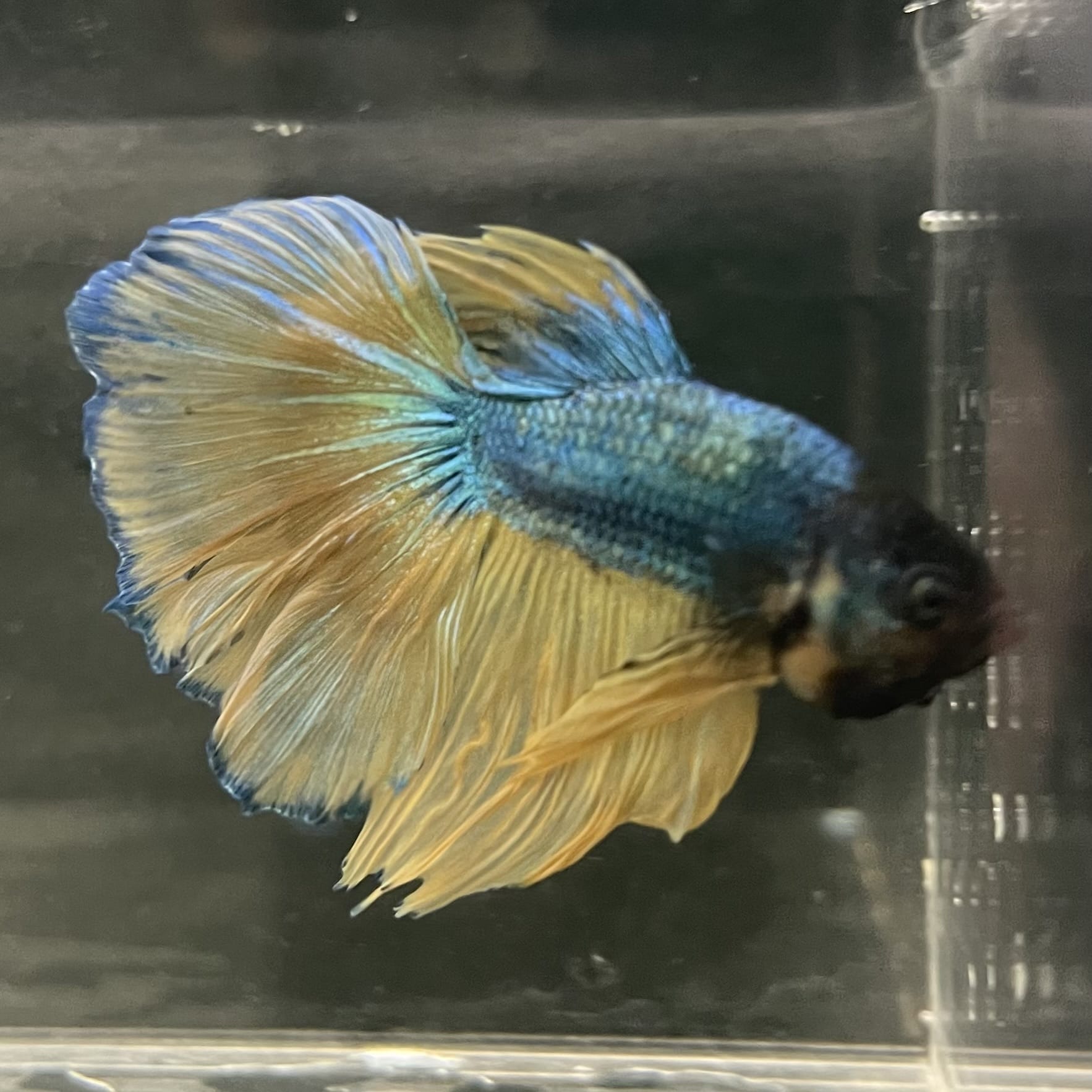 the-fish-farm Male Betta Male Betta - One Only - 11 Choose your favourite Male Betta from The Fish Farm Australia