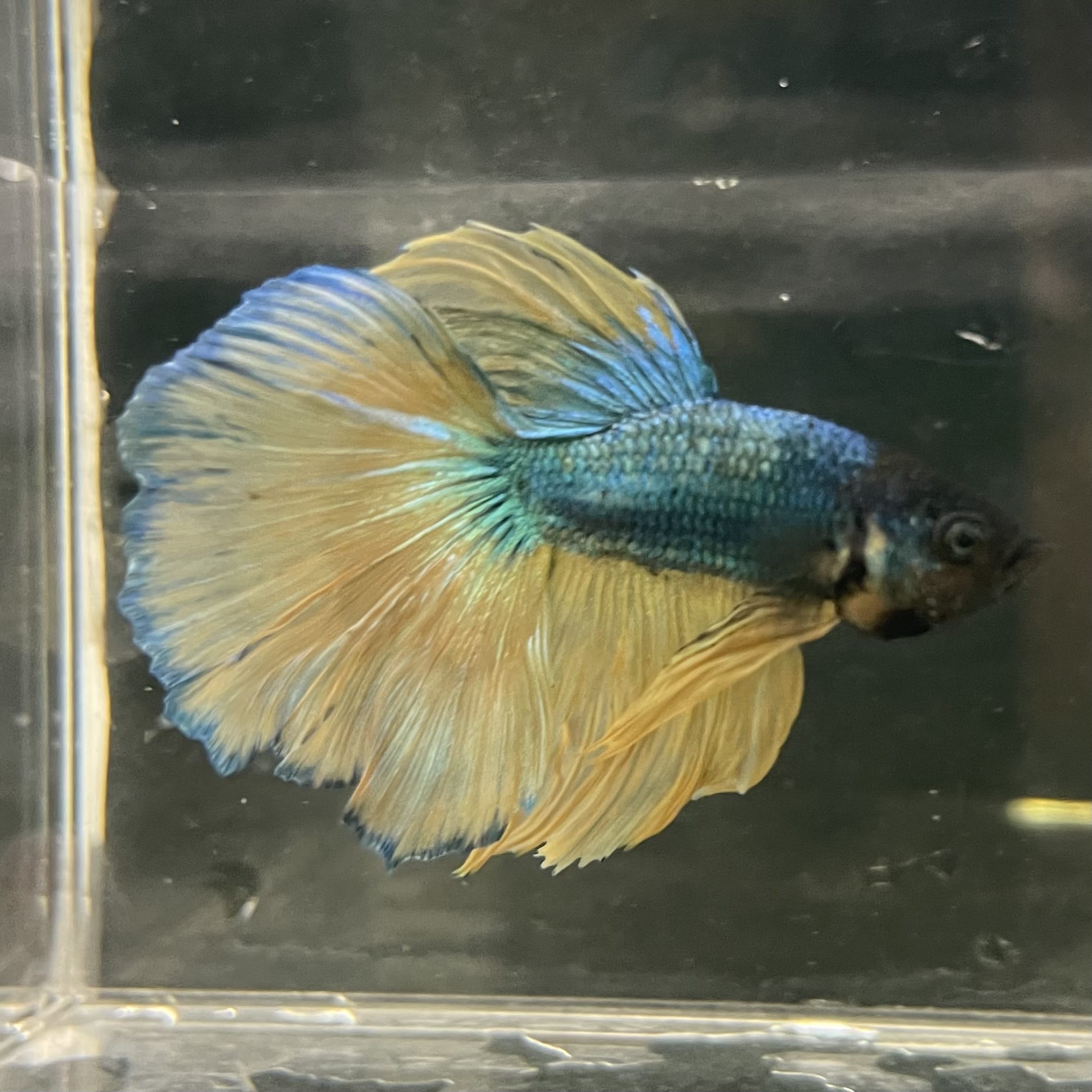 the-fish-farm Male Betta Male Betta - One Only - 11 Choose your favourite Male Betta from The Fish Farm Australia