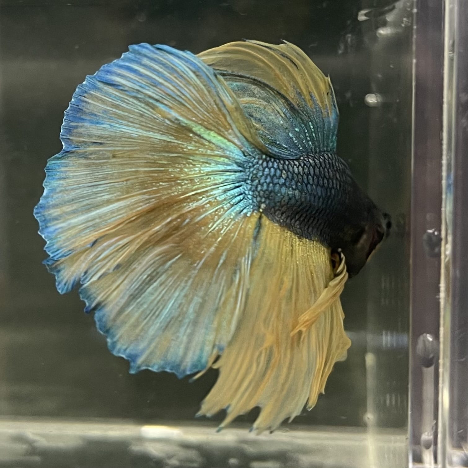 the-fish-farm Male Betta Male Betta - One Only - 11 Choose your favourite Male Betta from The Fish Farm Australia