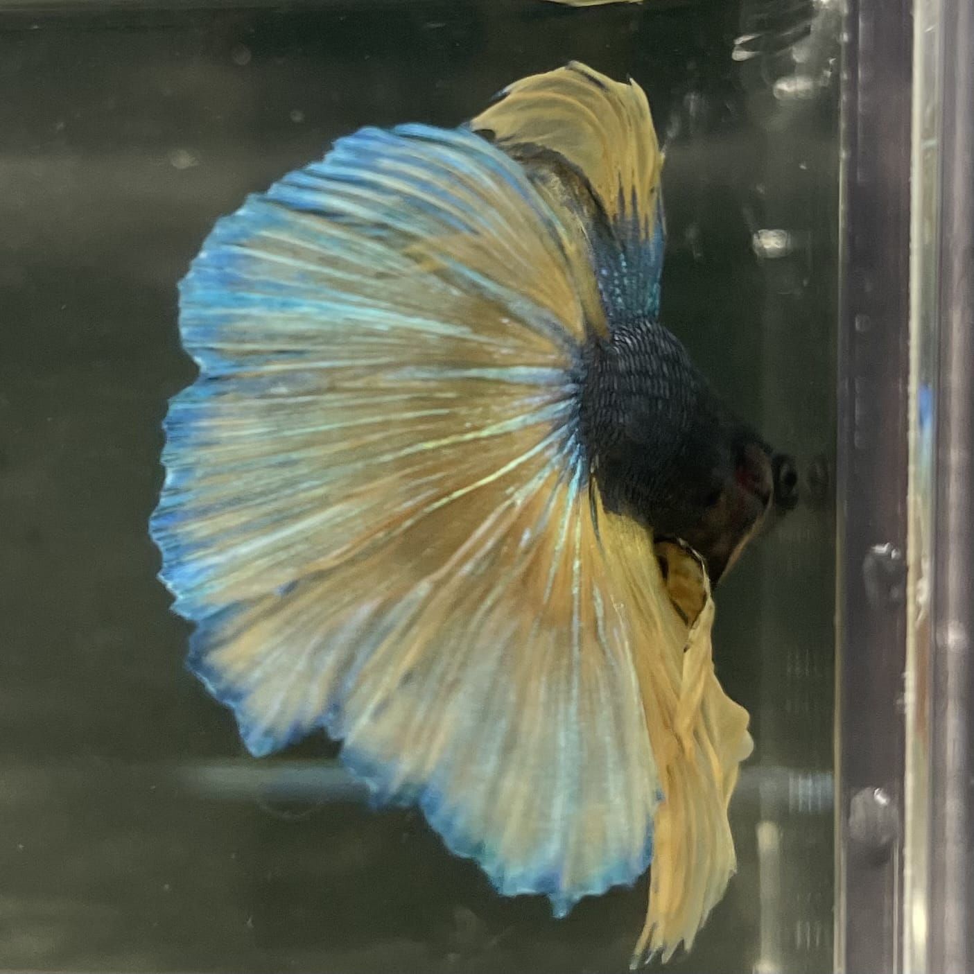 the-fish-farm Male Betta Male Betta - One Only - 11 Choose your favourite Male Betta from The Fish Farm Australia
