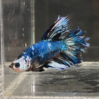 the-fish-farm Male Betta Male Betta - One Only - 11 Choose your favourite Male Betta from The Fish Farm Australia