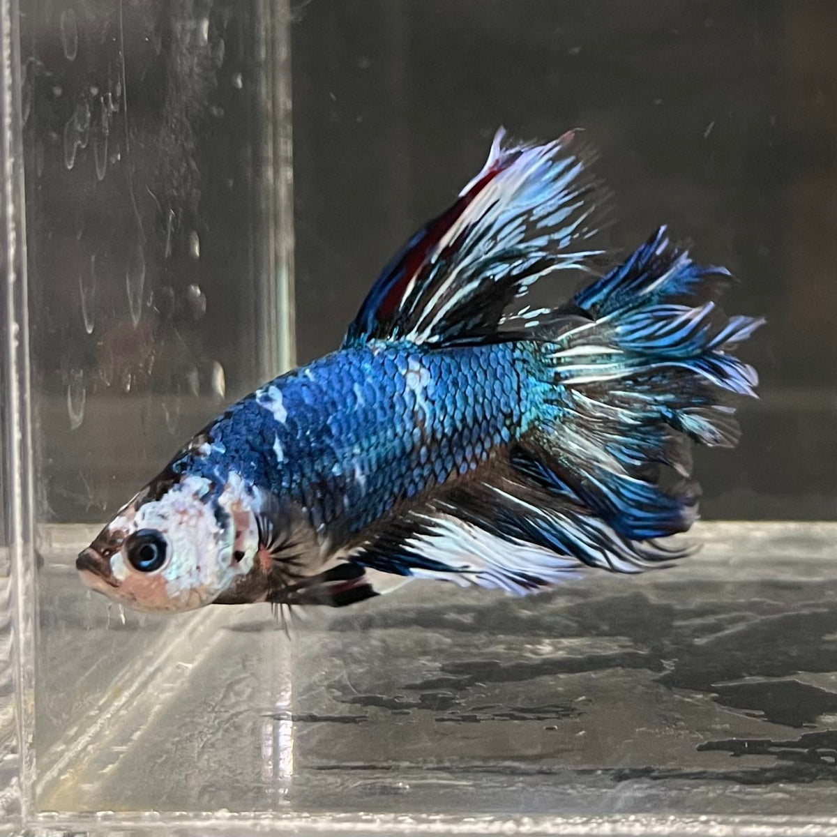 the-fish-farm Male Betta Male Betta - One Only - 11 Choose your favourite Male Betta from The Fish Farm Australia