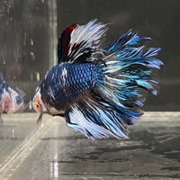 the-fish-farm Male Betta Male Betta - One Only - 11 Choose your favourite Male Betta from The Fish Farm Australia