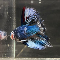 the-fish-farm Male Betta Male Betta - One Only - 11 Choose your favourite Male Betta from The Fish Farm Australia