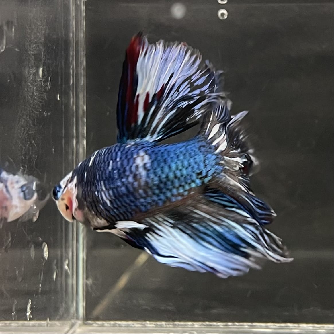 the-fish-farm Male Betta Male Betta - One Only - 11 Choose your favourite Male Betta from The Fish Farm Australia