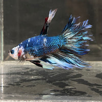 the-fish-farm Male Betta Male Betta - One Only - 11 Choose your favourite Male Betta from The Fish Farm Australia