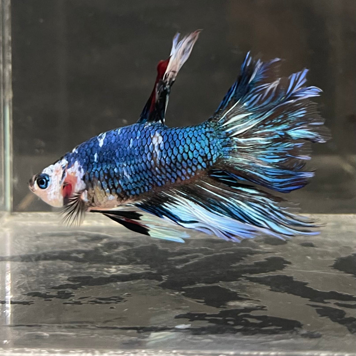 the-fish-farm Male Betta Male Betta - One Only - 11 Choose your favourite Male Betta from The Fish Farm Australia