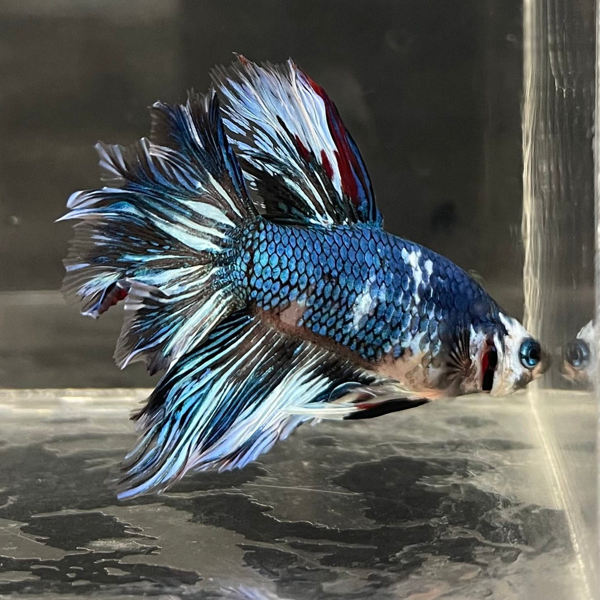 the-fish-farm Male Betta Male Betta - One Only - 11 Choose your favourite Male Betta from The Fish Farm Australia