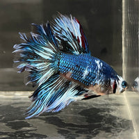 the-fish-farm Male Betta Male Betta - One Only - 11 Choose your favourite Male Betta from The Fish Farm Australia