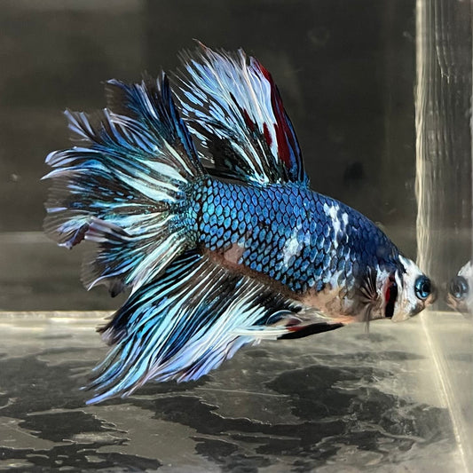 the-fish-farm Male Betta Male Betta - One Only - 11 Choose your favourite Male Betta from The Fish Farm Australia