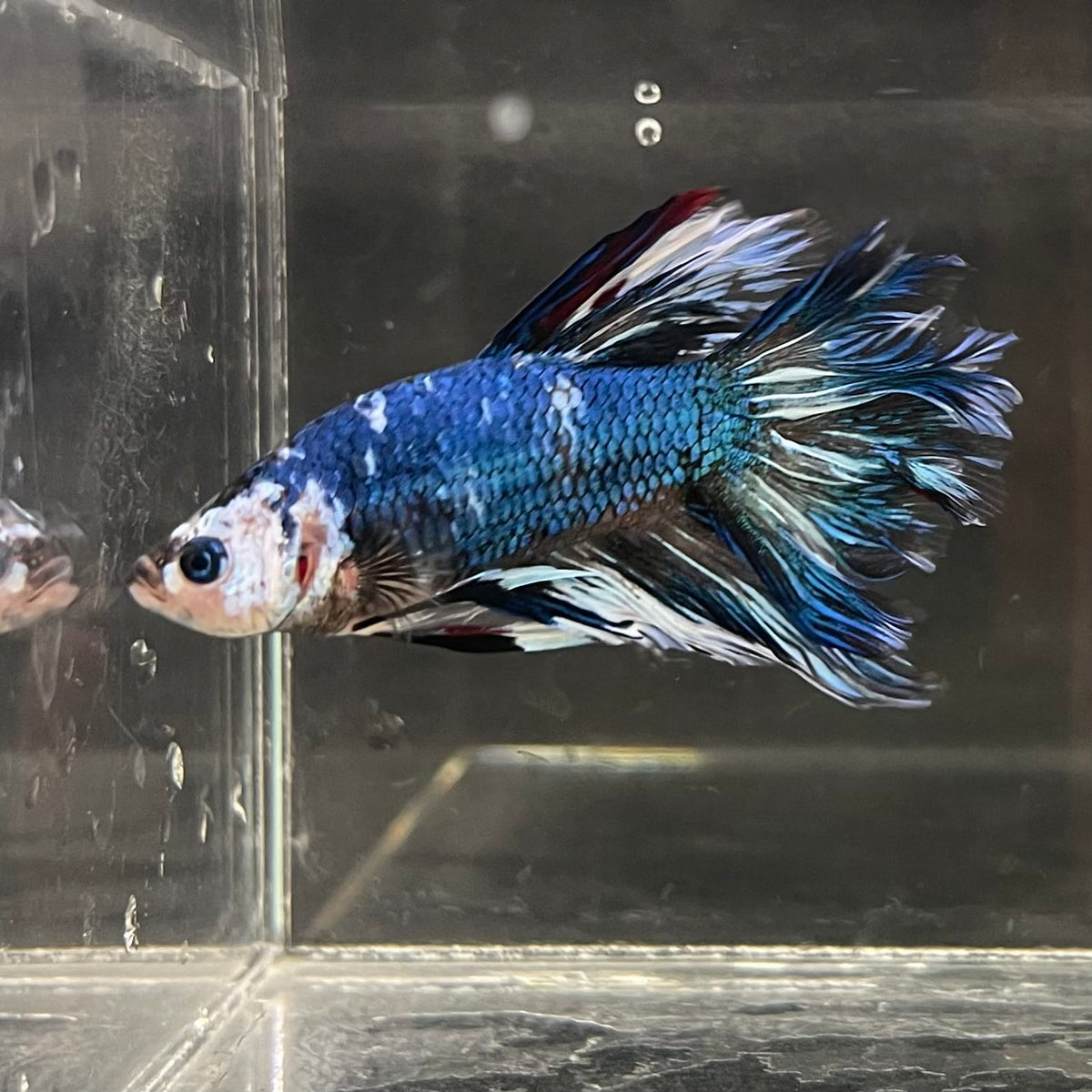 the-fish-farm Male Betta Male Betta - One Only - 11 Choose your favourite Male Betta from The Fish Farm Australia