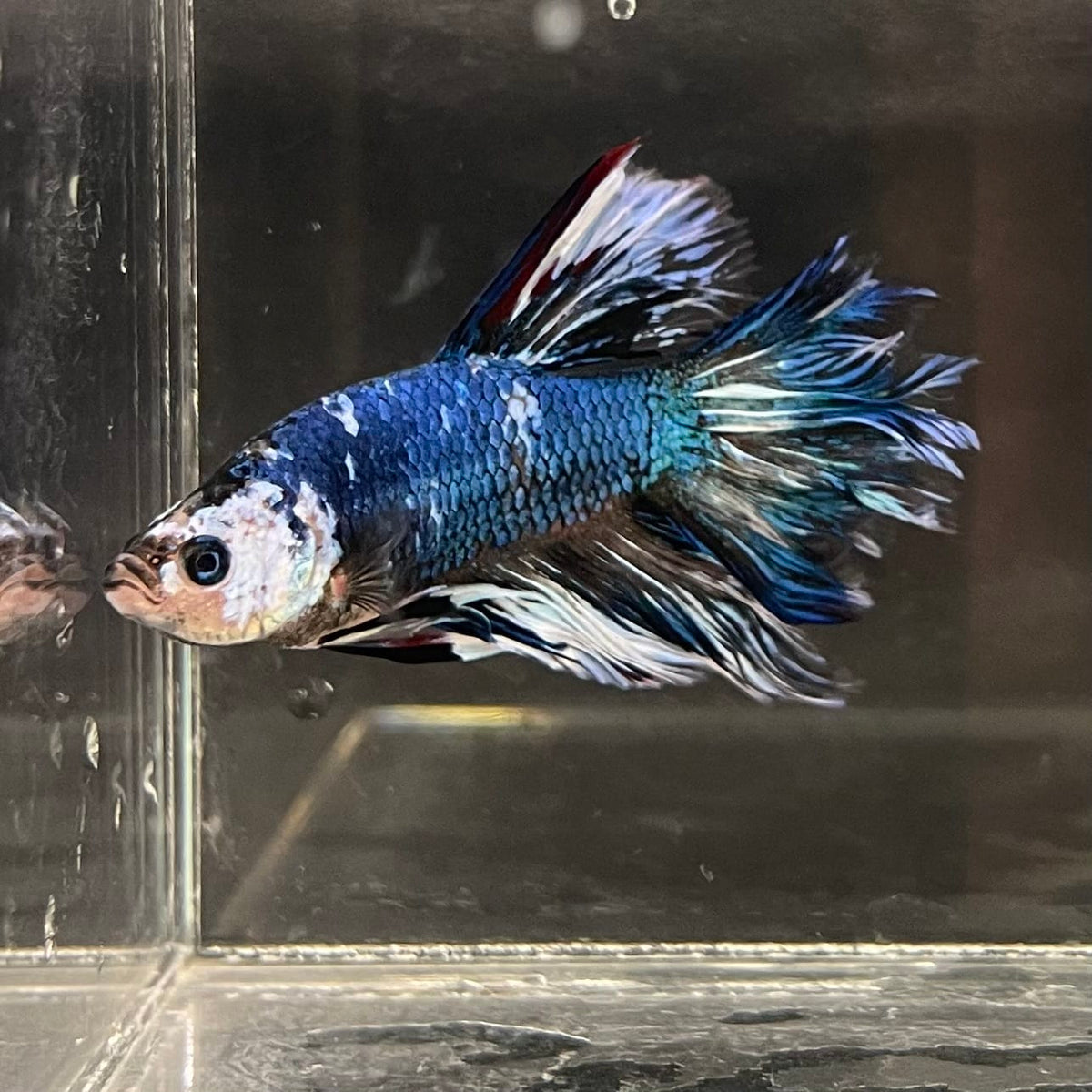 the-fish-farm Male Betta Male Betta - One Only - 11 Choose your favourite Male Betta from The Fish Farm Australia