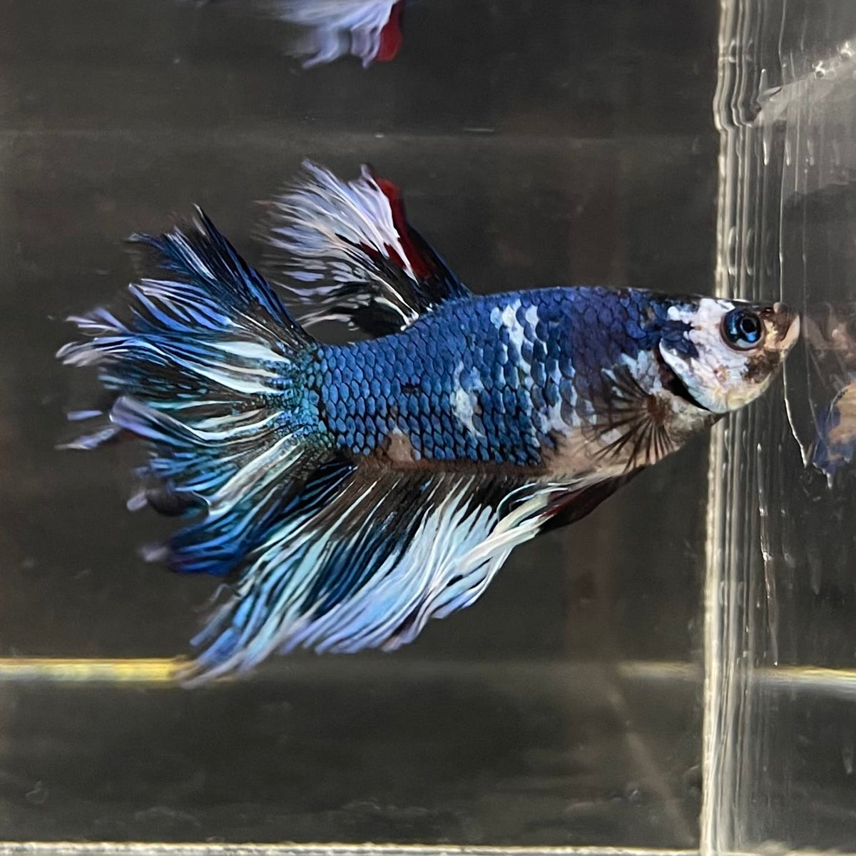 the-fish-farm Male Betta Male Betta - One Only - 11 Choose your favourite Male Betta from The Fish Farm Australia