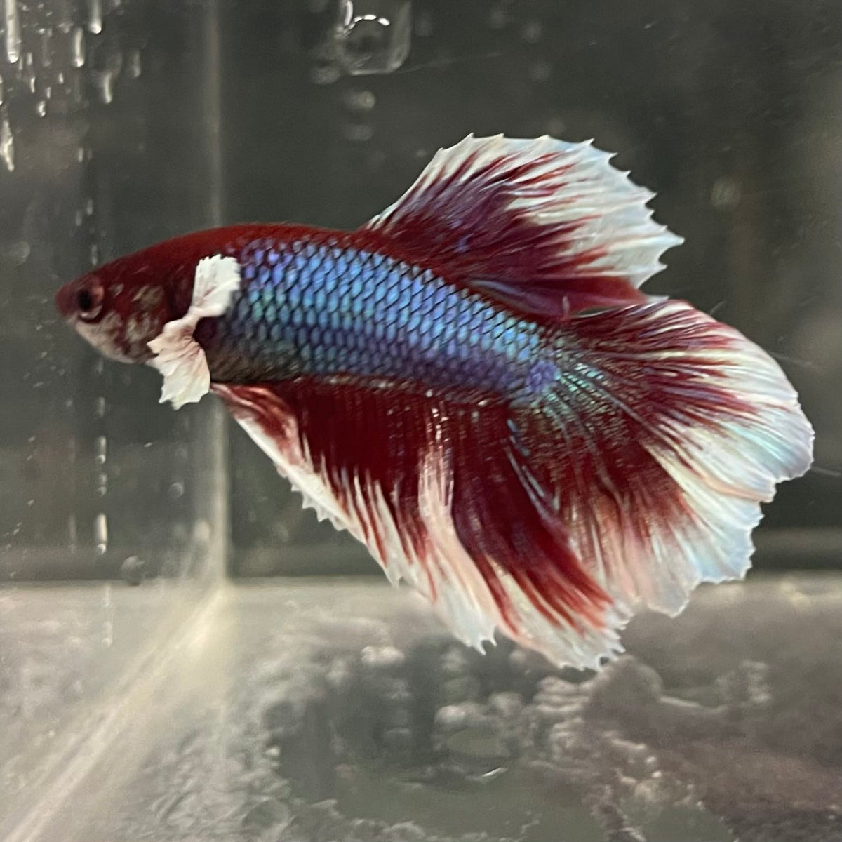 the-fish-farm Male Betta Male Betta - One Only - 11 Choose your favourite Male Betta from The Fish Farm Australia