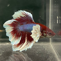 the-fish-farm Male Betta Male Betta - One Only - 11 Choose your favourite Male Betta from The Fish Farm Australia