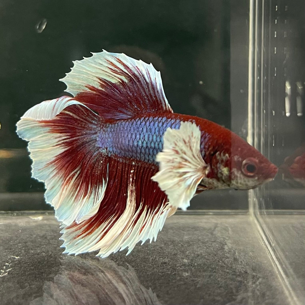 the-fish-farm Male Betta Male Betta - One Only - 11 Choose your favourite Male Betta from The Fish Farm Australia