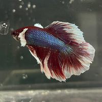 the-fish-farm Male Betta Male Betta - One Only - 11 Choose your favourite Male Betta from The Fish Farm Australia