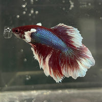 the-fish-farm Male Betta Male Betta - One Only - 11 Choose your favourite Male Betta from The Fish Farm Australia