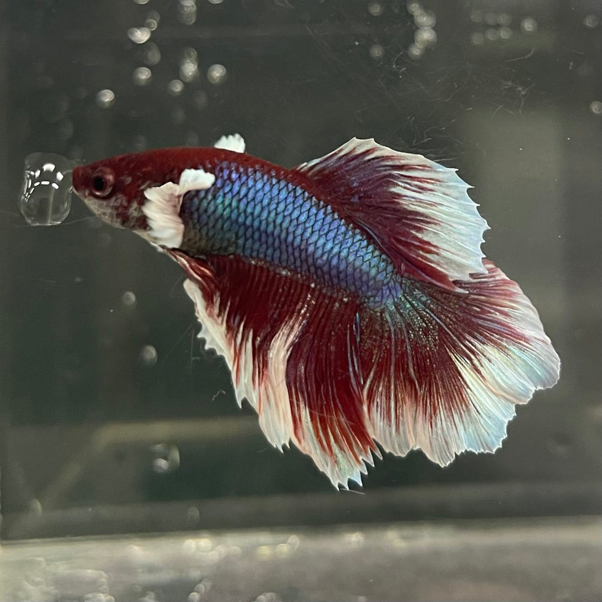 the-fish-farm Male Betta Male Betta - One Only - 11 Choose your favourite Male Betta from The Fish Farm Australia