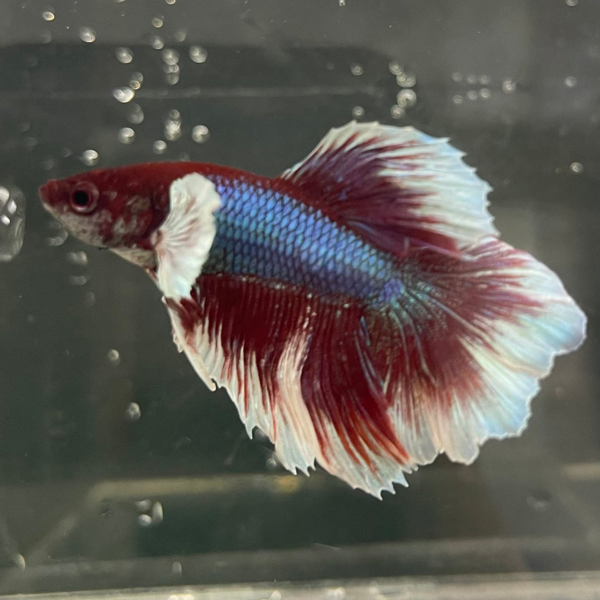 the-fish-farm Male Betta Male Betta - One Only - 11 Choose your favourite Male Betta from The Fish Farm Australia