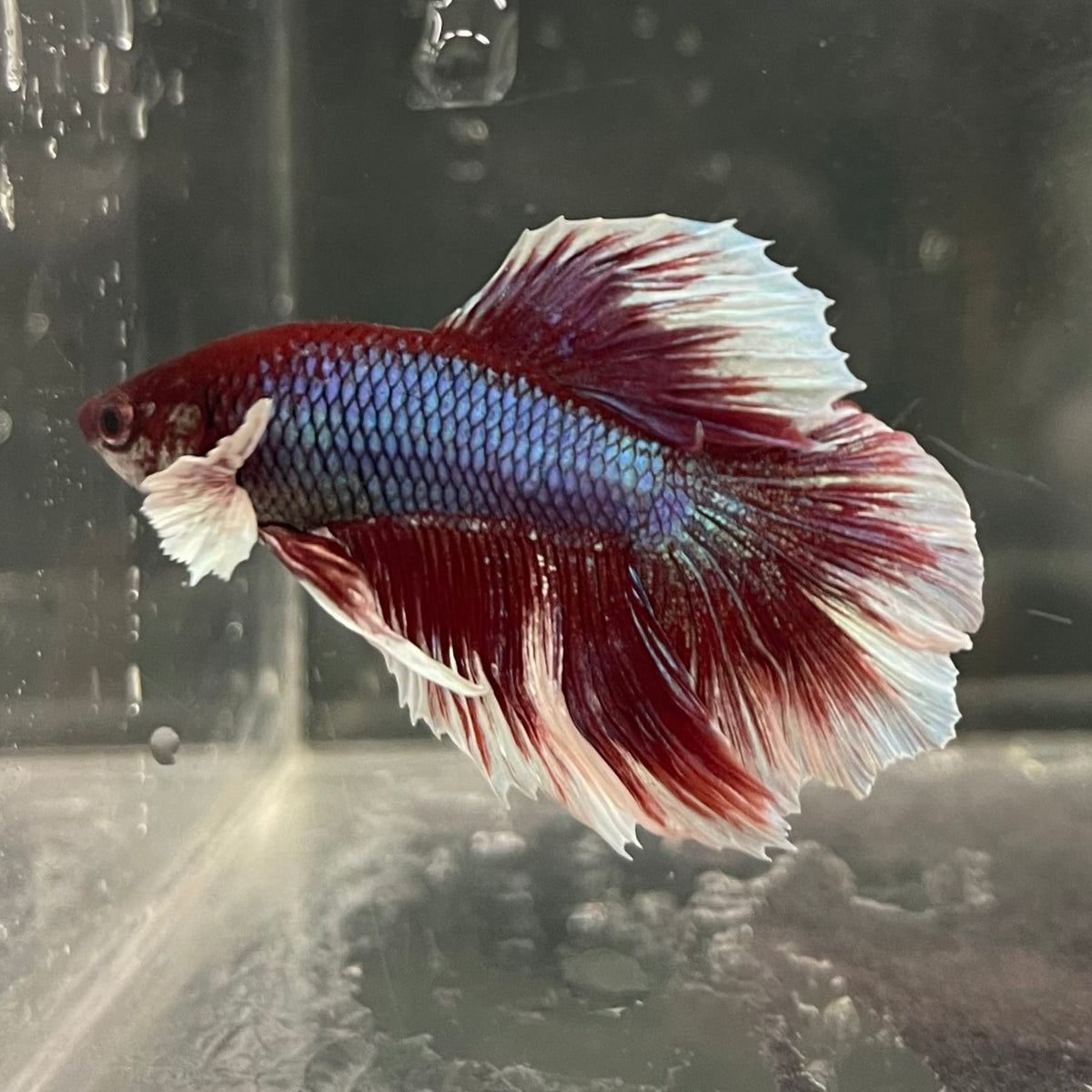 the-fish-farm Male Betta Male Betta - One Only - 11 Choose your favourite Male Betta from The Fish Farm Australia