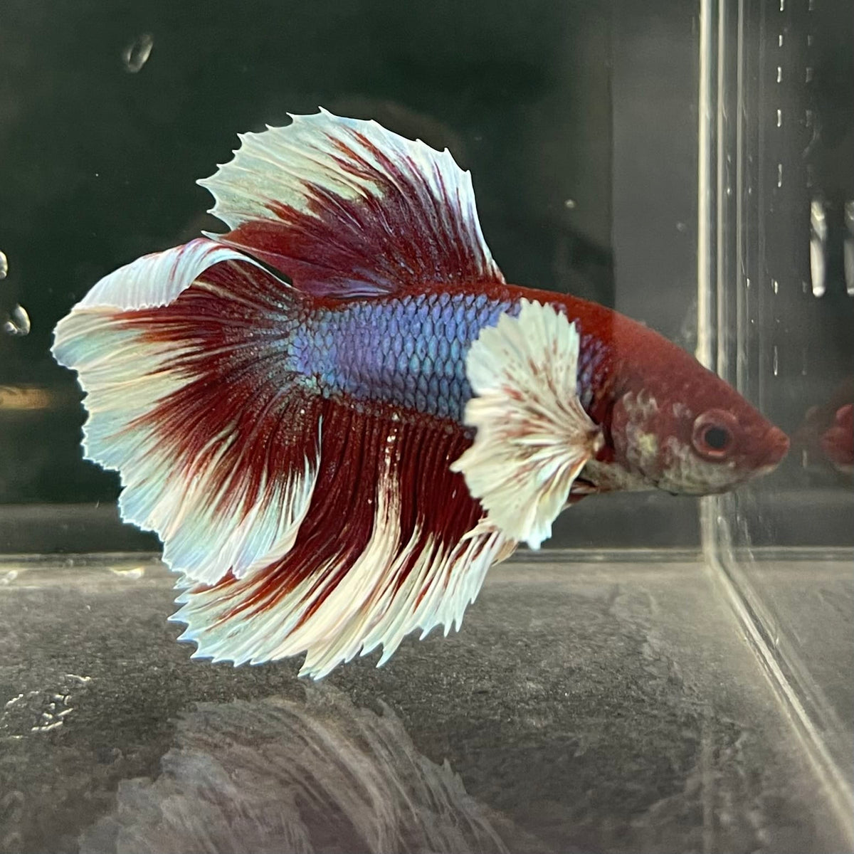 the-fish-farm Male Betta Male Betta - One Only - 11 Choose your favourite Male Betta from The Fish Farm Australia