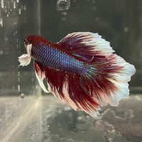 the-fish-farm Male Betta Male Betta - One Only - 11 Choose your favourite Male Betta from The Fish Farm Australia