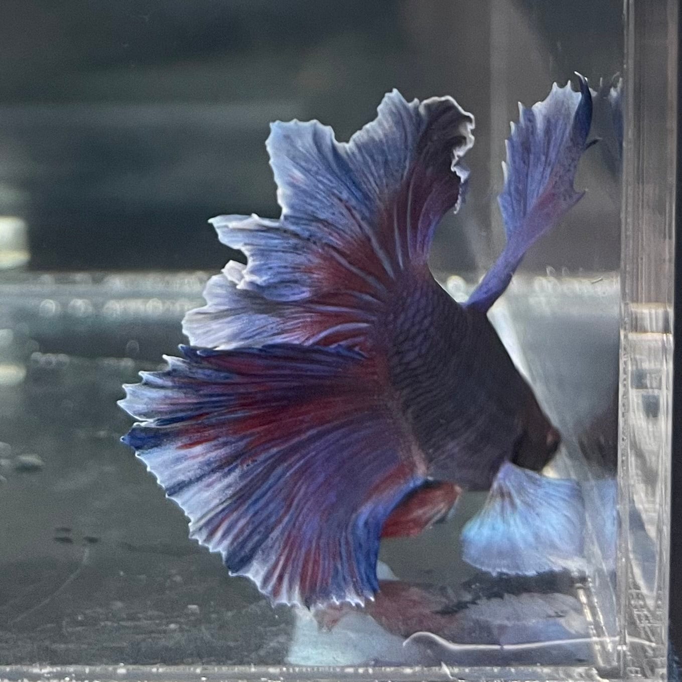 the-fish-farm Male Betta Male Betta - One Only - 11 Choose your favourite Male Betta from The Fish Farm Australia