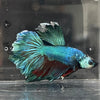 the-fish-farm Male Betta Male Betta - One Only - 12 Choose your favourite Male Betta from The Fish Farm Australia