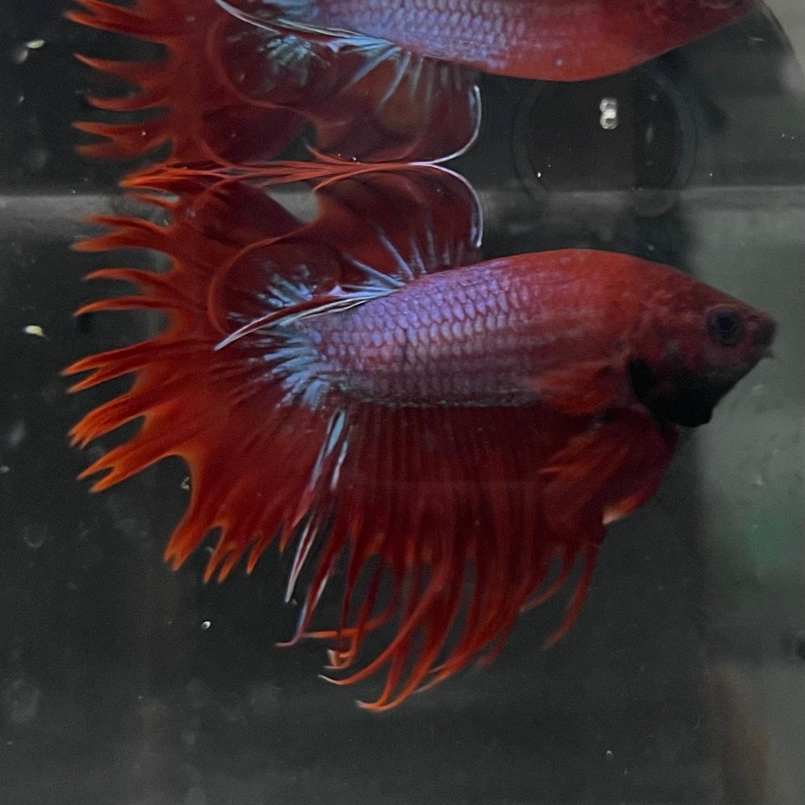 the-fish-farm Male Betta Male Betta - One Only - 12 Choose your favourite Male Betta from The Fish Farm Australia