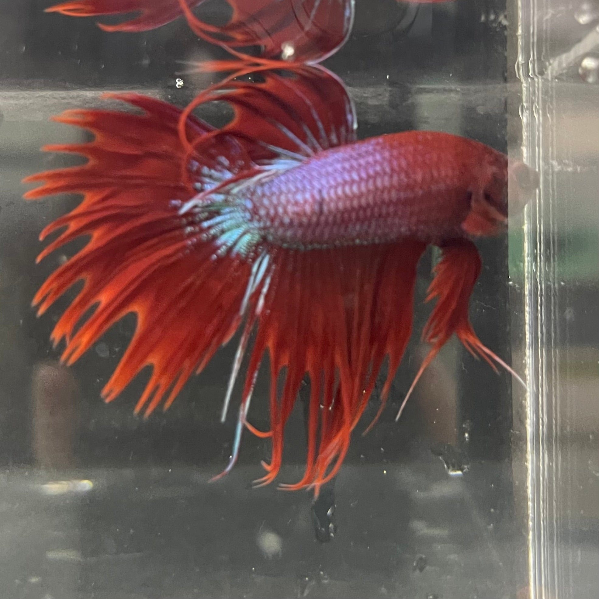 the-fish-farm Male Betta Male Betta - One Only - 12 Choose your favourite Male Betta from The Fish Farm Australia
