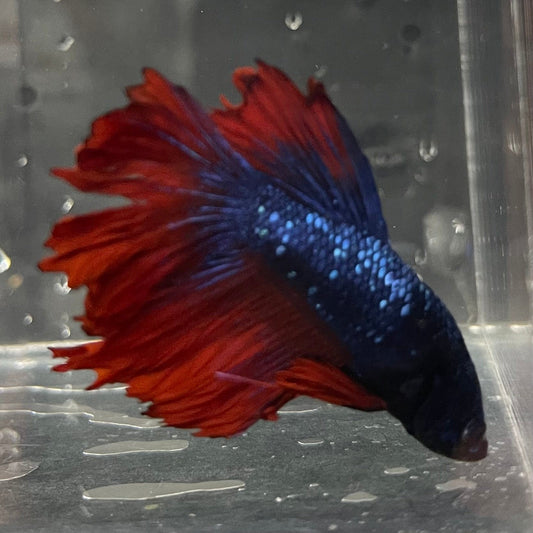 the-fish-farm Male Betta Male Betta - One Only - 12 Choose your favourite Male Betta from The Fish Farm Australia