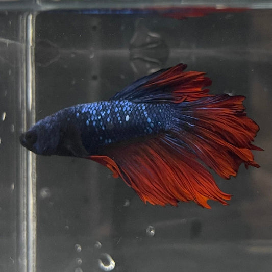 the-fish-farm Male Betta Male Betta - One Only - 12 Choose your favourite Male Betta from The Fish Farm Australia