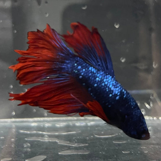 the-fish-farm Male Betta Male Betta - One Only - 12 Choose your favourite Male Betta from The Fish Farm Australia