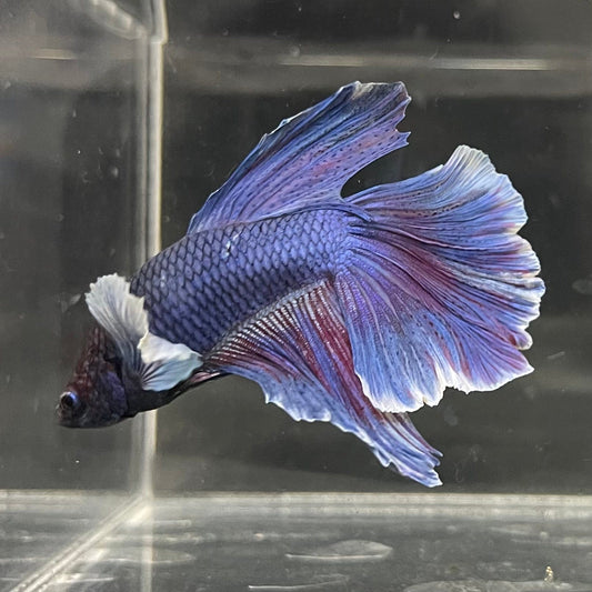the-fish-farm Male Betta Male Betta - One Only - 12 Choose your favourite Male Betta from The Fish Farm Australia