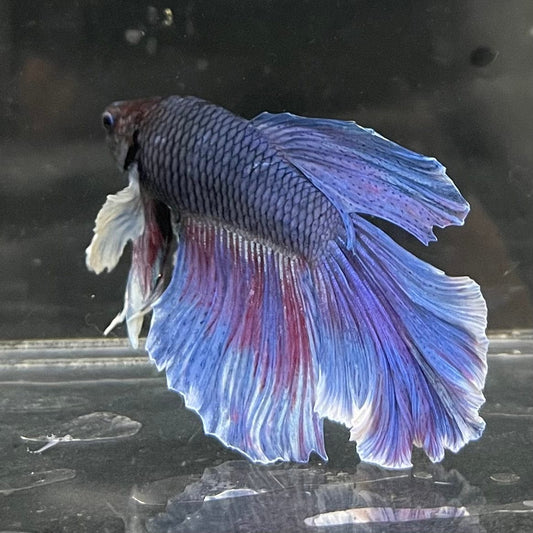 the-fish-farm Male Betta Male Betta - One Only - 12 Choose your favourite Male Betta from The Fish Farm Australia