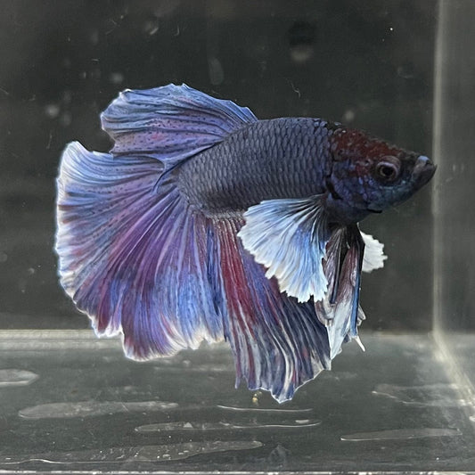 the-fish-farm Male Betta Male Betta - One Only - 12 Choose your favourite Male Betta from The Fish Farm Australia