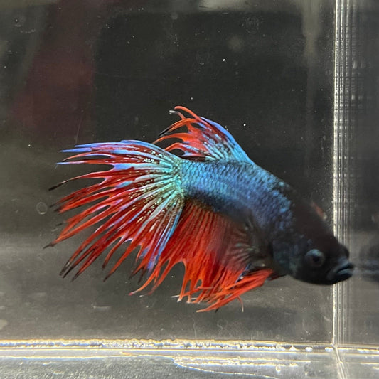 the-fish-farm Male Betta Male Betta - One Only - 12 Choose your favourite Male Betta from The Fish Farm Australia