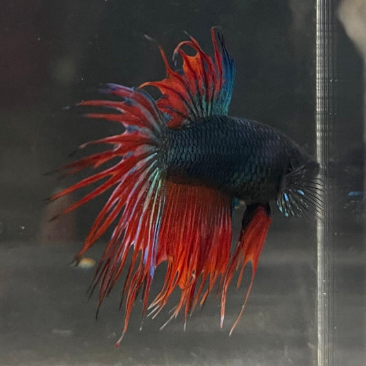 the-fish-farm Male Betta Male Betta - One Only - 12 Choose your favourite Male Betta from The Fish Farm Australia