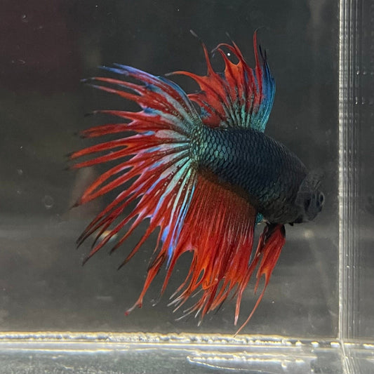 the-fish-farm Male Betta Male Betta - One Only - 12 Choose your favourite Male Betta from The Fish Farm Australia