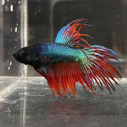 the-fish-farm Male Betta Male Betta - One Only - 12 Choose your favourite Male Betta from The Fish Farm Australia