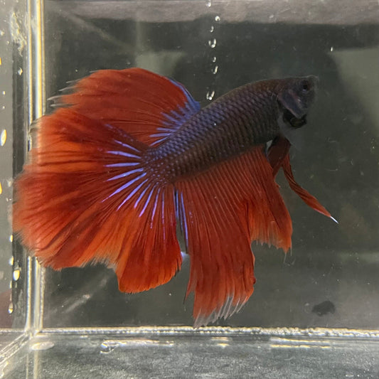 the-fish-farm Male Betta Male Betta - One Only - 12 Choose your favourite Male Betta from The Fish Farm Australia